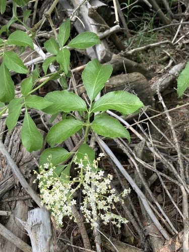 Sambucus nigra (alternate view 5)