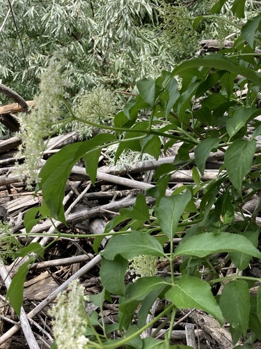 Sambucus nigra (alternate view 6)