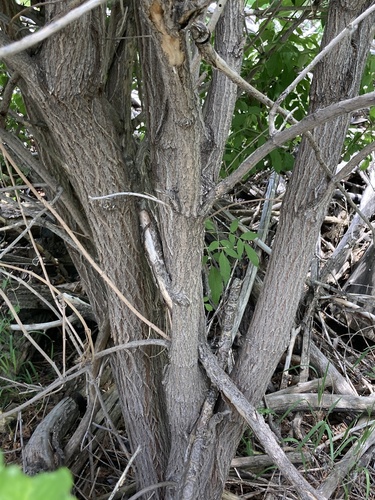 Sambucus nigra (alternate view 7)
