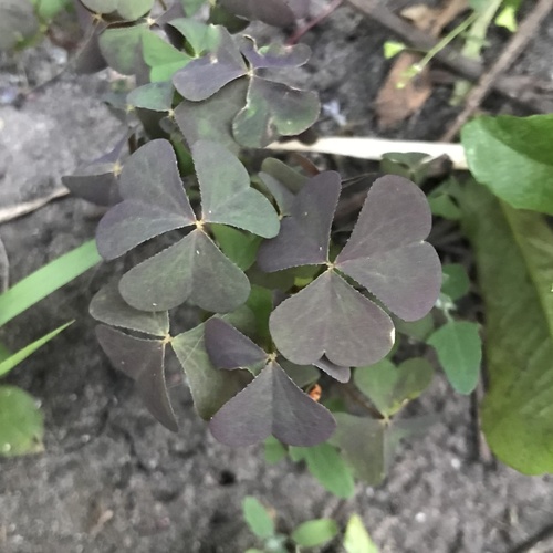 Oxalis stricta (upright yellow woodsorrel)