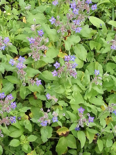Borago officinalis (borage)