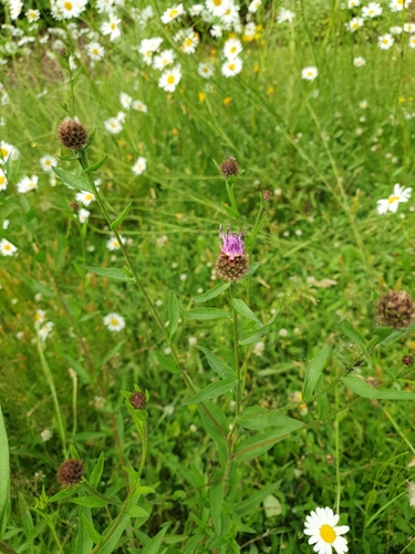 Centaurea nigra (black knapweed)