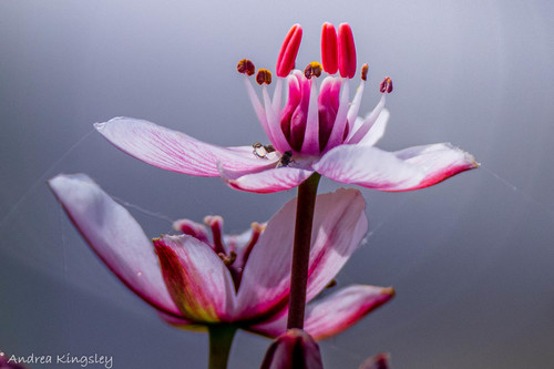 Butomus umbellatus (flowering rush) (alternate view 4)