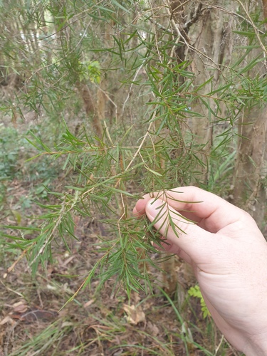Melaleuca linariifolia (Snow-in-Summer) (alternate view 6)