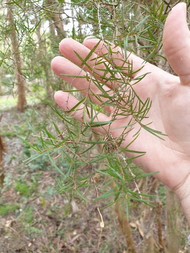 Melaleuca linariifolia (Snow-in-Summer) (alternate view 7)
