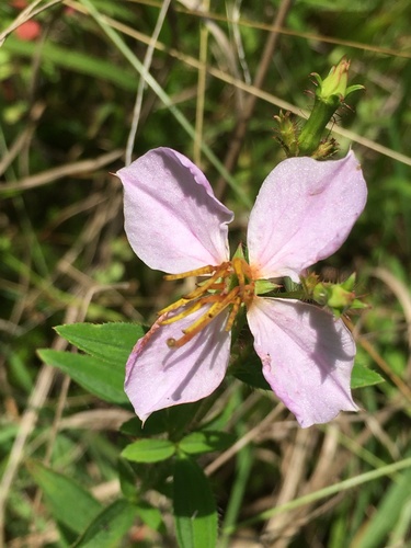 Rhexia mariana (Maryland meadowbeauty)