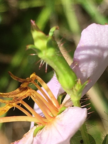 Rhexia mariana (Maryland meadowbeauty) (alternate view 2)