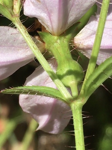 Rhexia mariana (Maryland meadowbeauty) (alternate view 3)