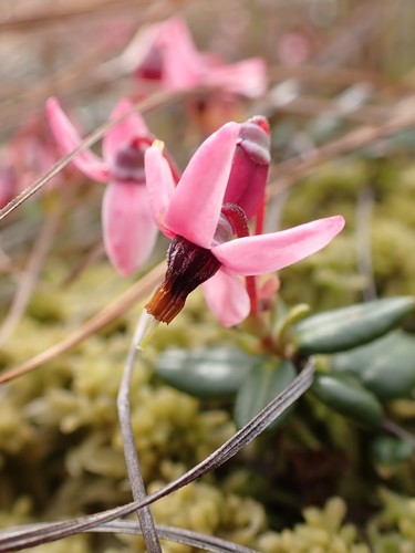 Vaccinium oxycoccos (bog cranberry)