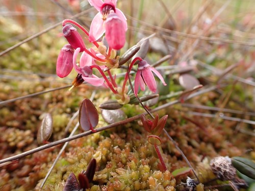 Vaccinium oxycoccos (bog cranberry)
