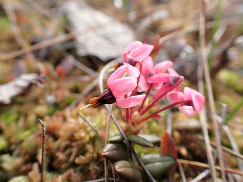 Vaccinium oxycoccos (bog cranberry)