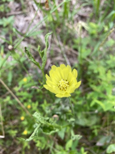 Pyrrhopappus carolinianus (Carolina desert-chicory) (alternate view 6)
