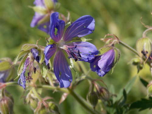 Geranium pratense (Meadow Crane's-bill)