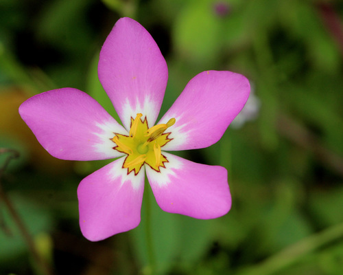 Sabatia stellaris (marsh pink) (alternate view 5)