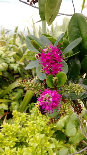 Veronica speciosa (New Zealand hebe)