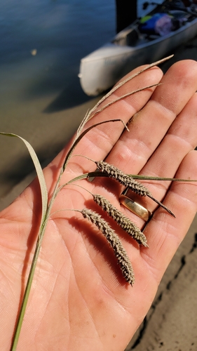 Carex lyngbyei (Lyngby's sedge) (alternate view 4)