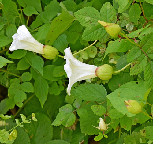 Calystegia silvatica (large bindweed)