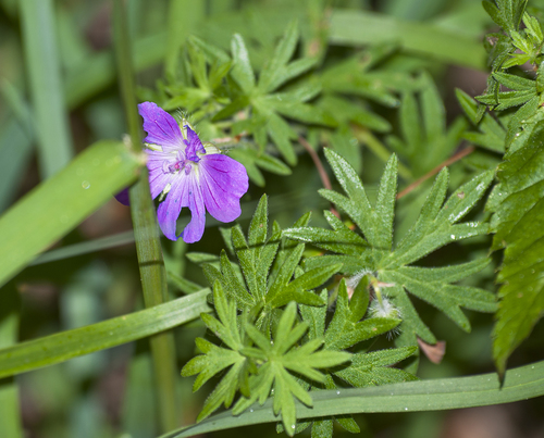 Geranium sanguineum (Bloody Crane's-bill)