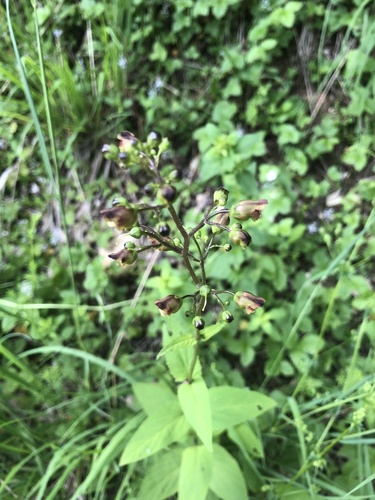 Scrophularia nodosa (Common Figwort)