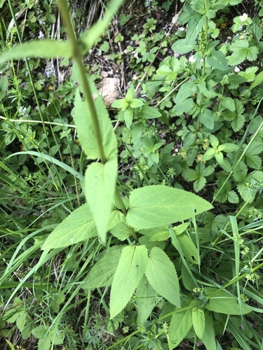Scrophularia nodosa (Common Figwort)