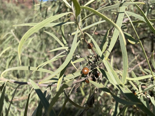 Eremophila longifolia (Weeping Emubush) (alternate view 5)