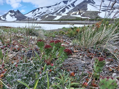 Rhodiola integrifolia (western roseroot)