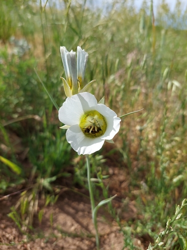Calochortus gunnisonii (Gunnison's Mariposa Lily) (alternate view 3)