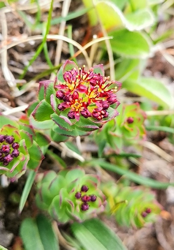 Rhodiola integrifolia (western roseroot) (alternate view 2)