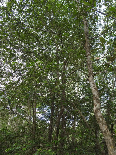 Backhousia myrtifolia (Grey Myrtle) (alternate view 5)