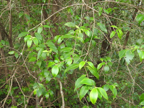 Backhousia myrtifolia (Grey Myrtle) (alternate view 7)