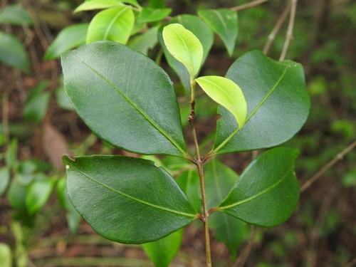 Backhousia myrtifolia (Grey Myrtle) (alternate view 8)