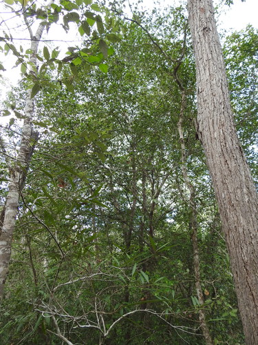 Backhousia myrtifolia (Grey Myrtle) (alternate view 6)