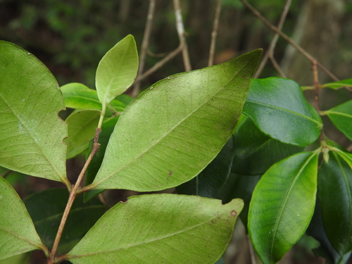 Backhousia myrtifolia (Grey Myrtle) (alternate view 9)