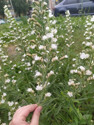 Echium vulgare (blueweed)