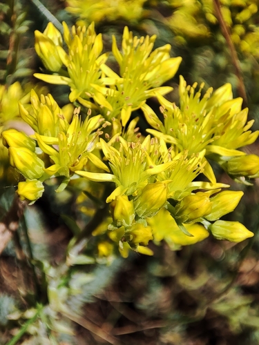 Petrosedum (alternate view 7)