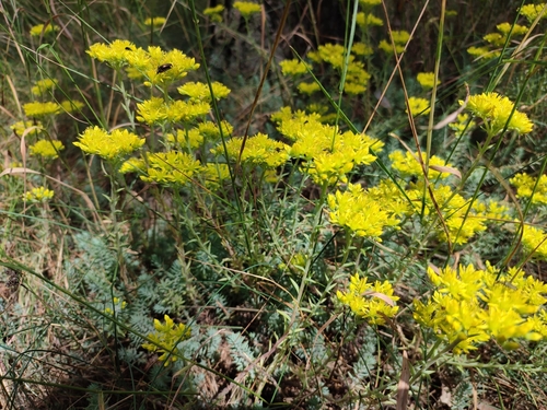 Petrosedum (alternate view 8)
