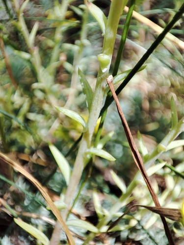 Petrosedum (alternate view 9)