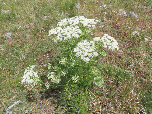 Ligusticum lucidum (alternate view 8)