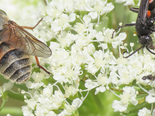 Ligusticum lucidum (alternate view 9)