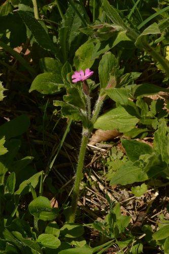 Silene dioica (red campion)