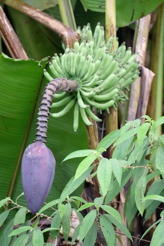 Musa acuminata (Dwarf Banana Plant)