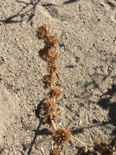 Ambrosia acanthicarpa (Flatspine Bursage) (alternate view 2)