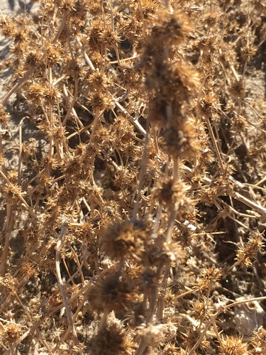 Ambrosia acanthicarpa (Flatspine Bursage) (alternate view 5)