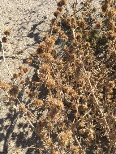 Ambrosia acanthicarpa (Flatspine Bursage)