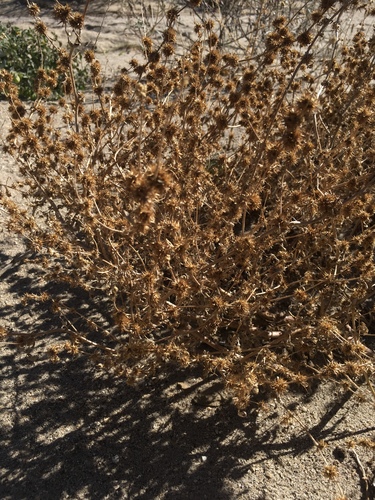 Ambrosia acanthicarpa (Flatspine Bursage) (alternate view 3)