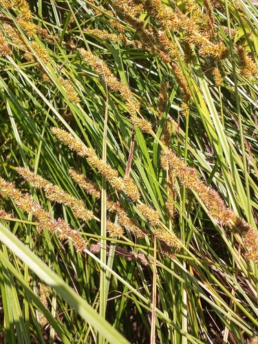 Carex vulpinoidea (Fox Sedge)