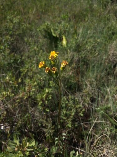 Senecio triangularis (Arrowleaf Senecio)