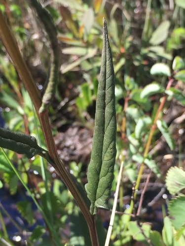 Senecio triangularis (Arrowleaf Senecio) (alternate view 2)