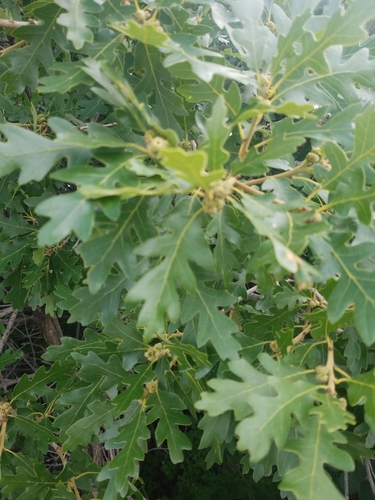 Quercus gambelii (Gambel Oak) (alternate view 5)