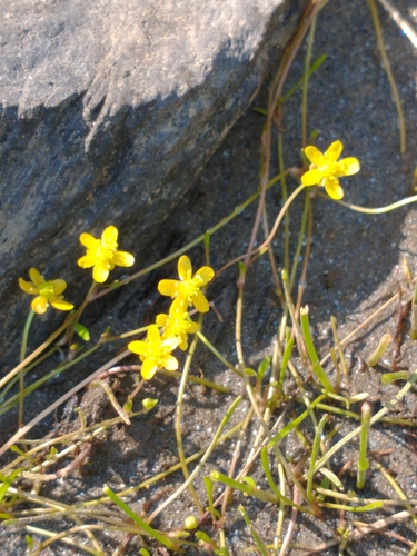 Ranunculus flammula (Lesser Spearwort)